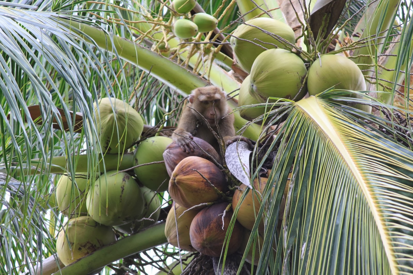 Monkeys Picking Coconuts On The Trees